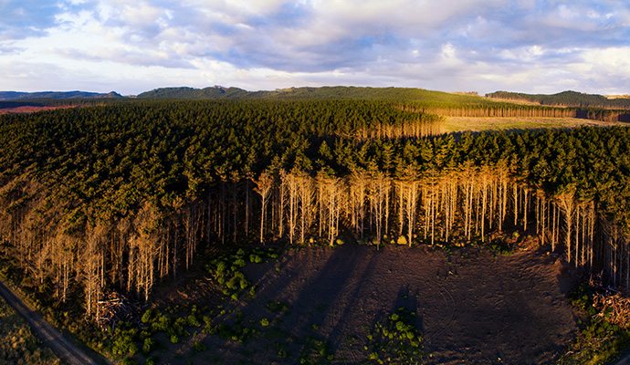 NZ forestry